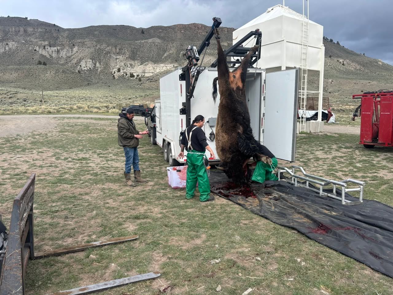 Workforce team members processing a buffalo harvest in the field