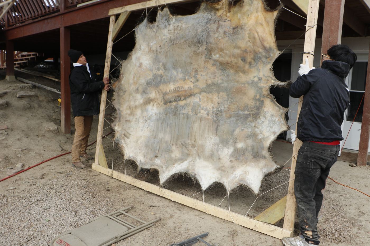 Two workers stretch a buffalo hide on a wooden frame as part of whole-animal processing and skill development